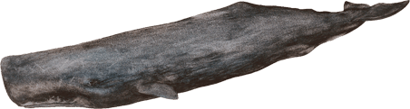 Sperm whale