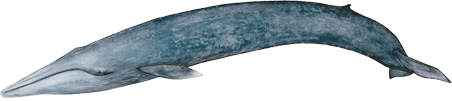 Blue whale