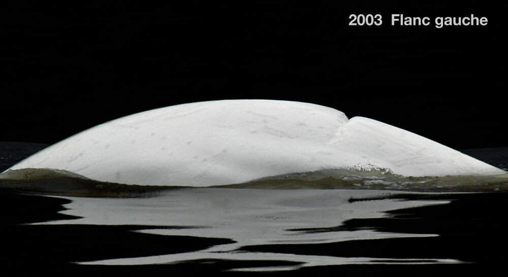 Left side, 2003