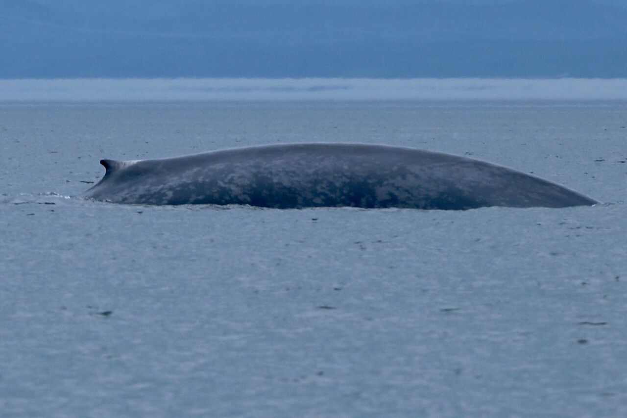 Le rorqual bleu b184