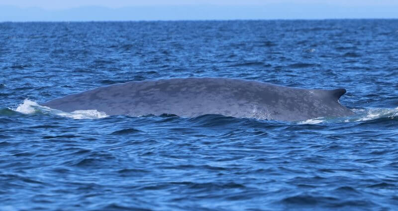 La femelle rorqual bleu B329 est observée au large de Matane.