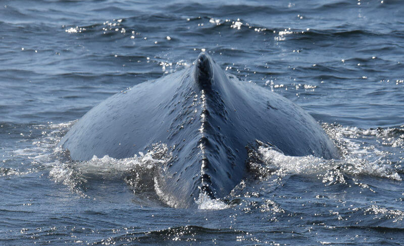 rorqual à bosse