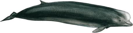 Northern bottlenose whale