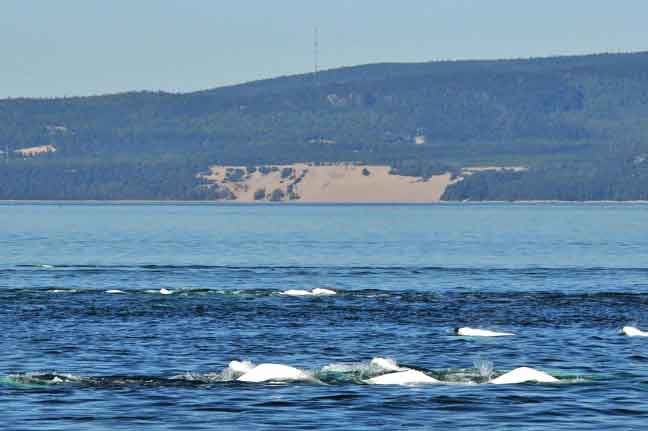 Béluga du Saint-Laurent