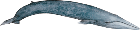 Blue whale