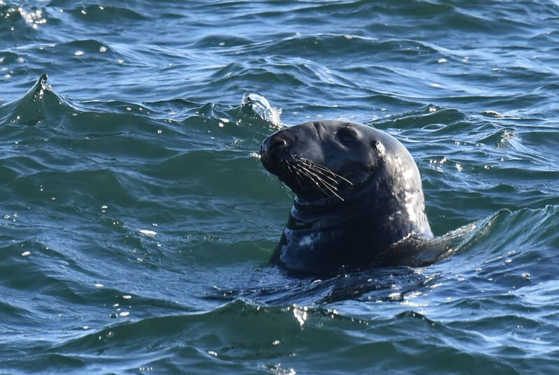 Un phoque gris solitaire