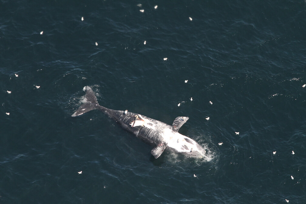 La carcasse de la baleine noire Wolverine flotte à la surface, le ventre exposé