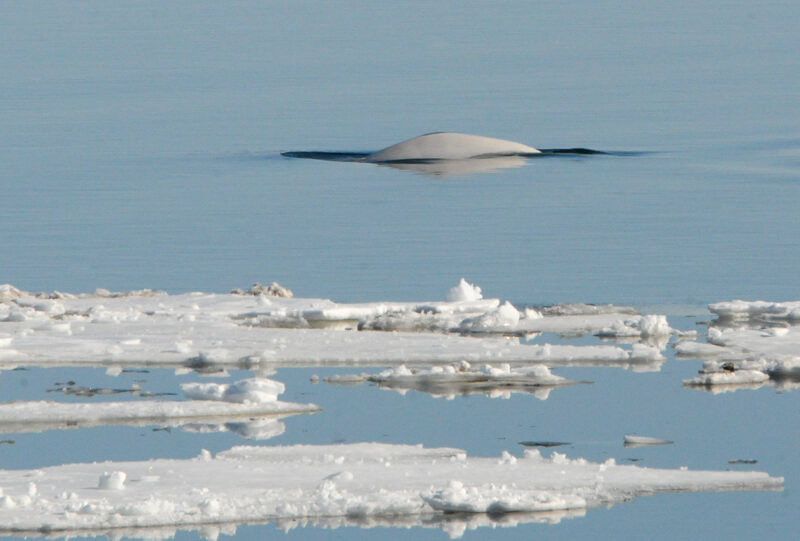 Béluga du Saint-LaurentBéluga du Saint-Laurent