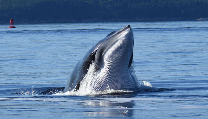 petit rorqual