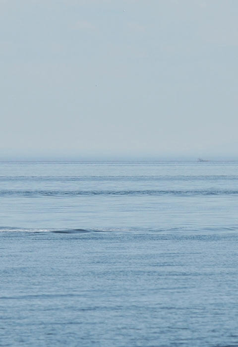 Photo baleines observer