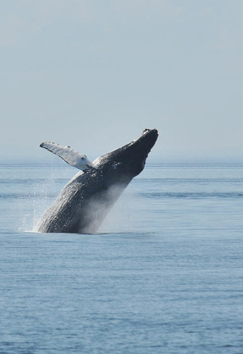 Photo baleines observer