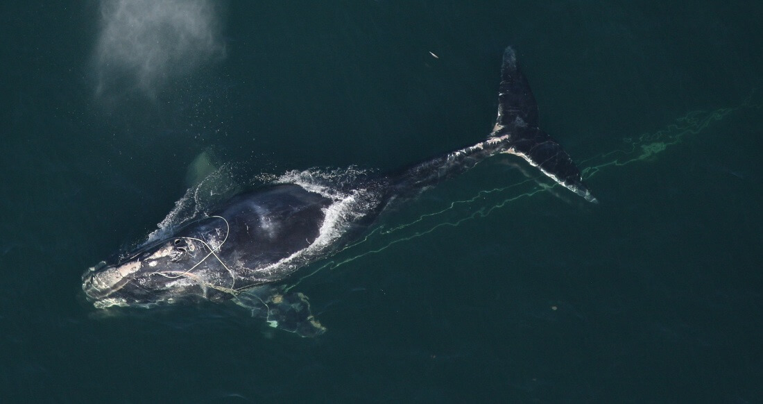 EG Baleine noire empetree