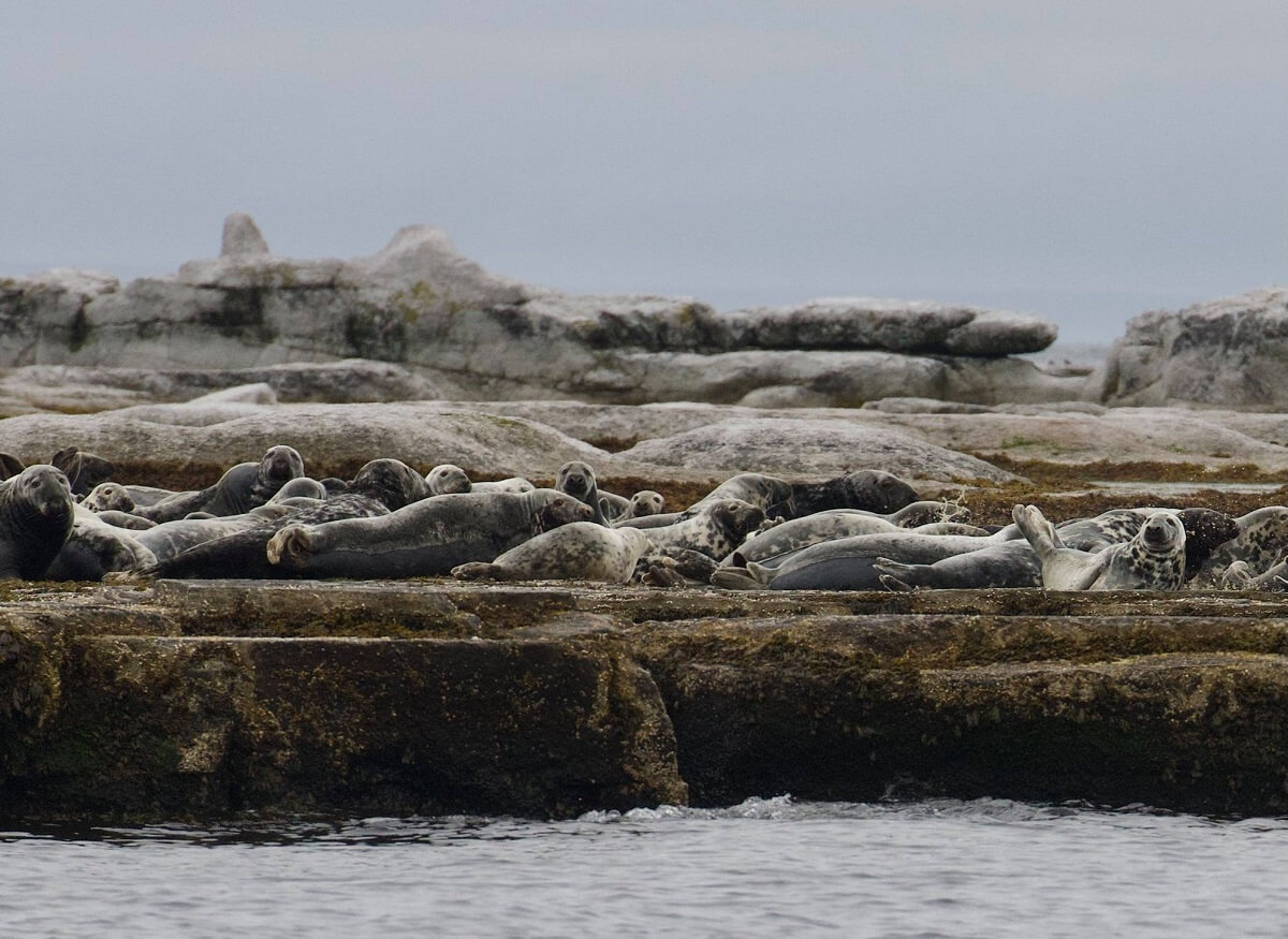 grey seals