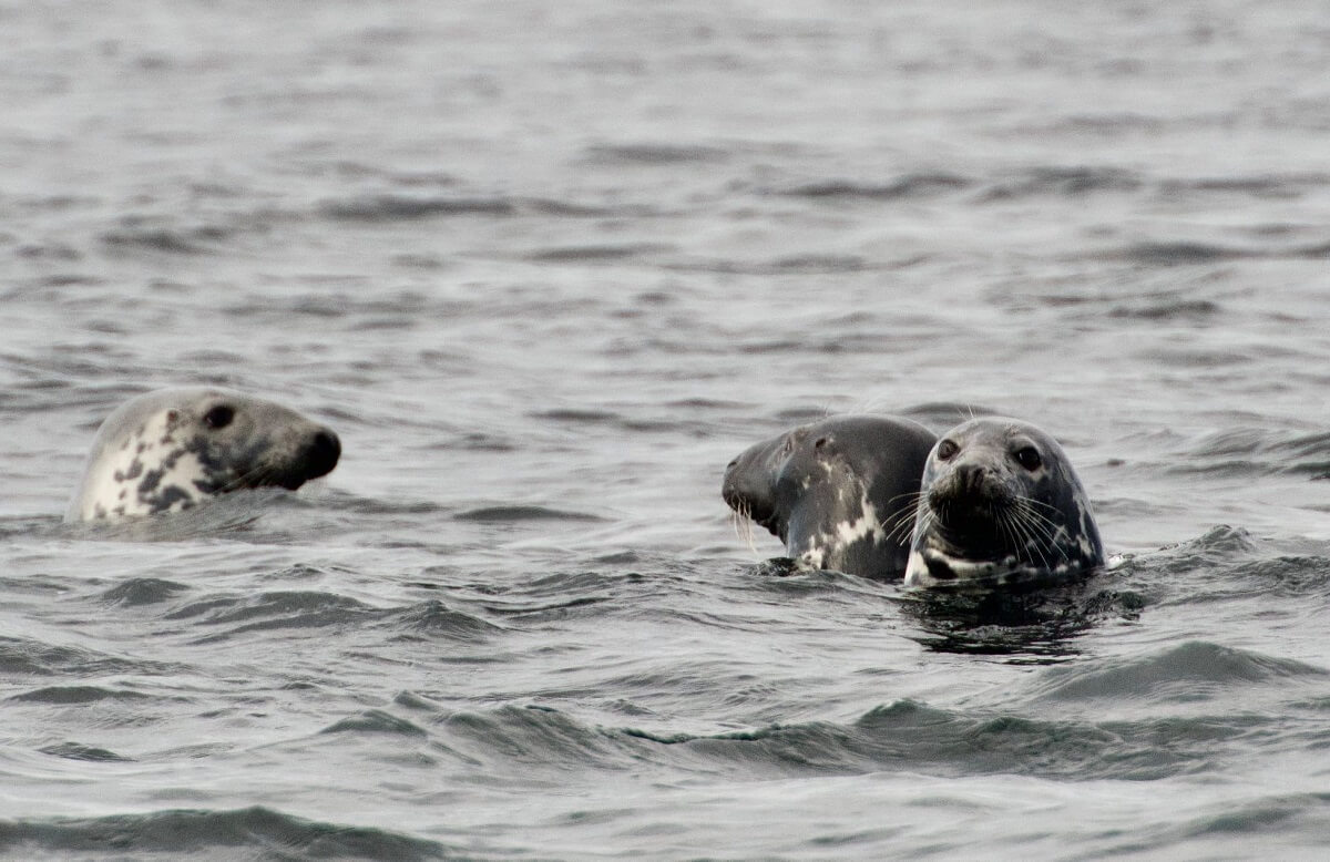 grey seals
