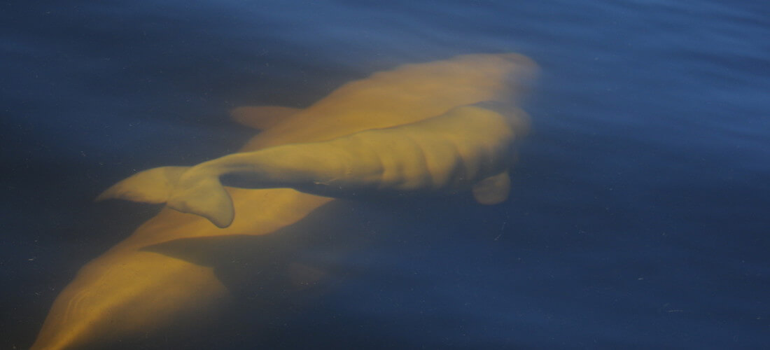 Des bélugas dans l'eau