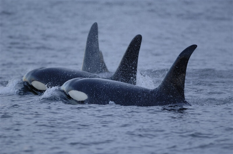 © Dr. Brandon Southall, NMFS/OPR