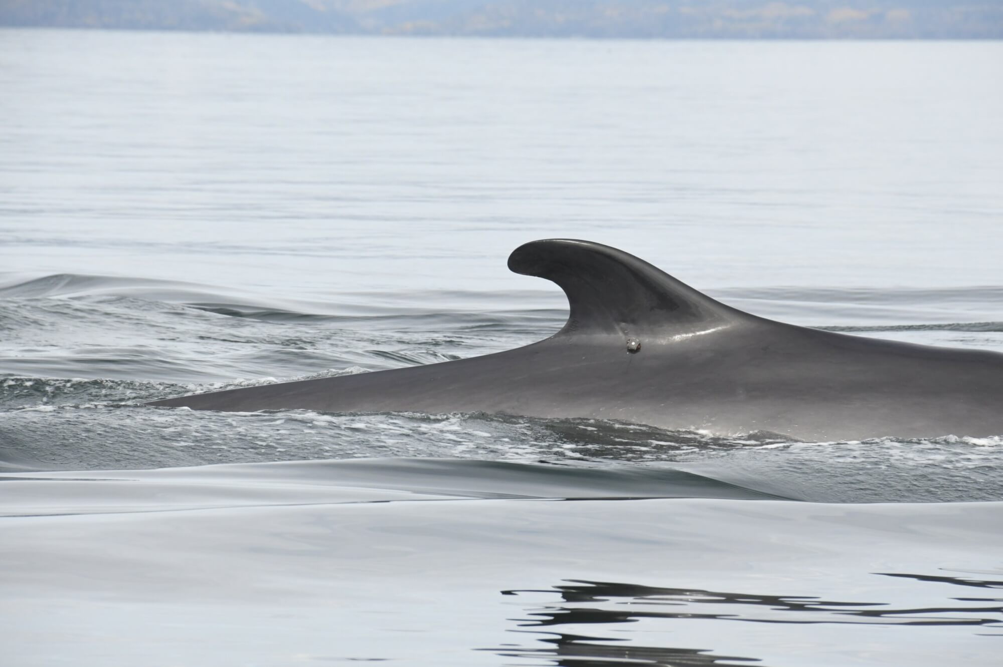 L’automne dernier, le rorqual commun Ti-Croche a été pourvu d’une balise pour suivre sa migration. © Pêches et Océans Canada