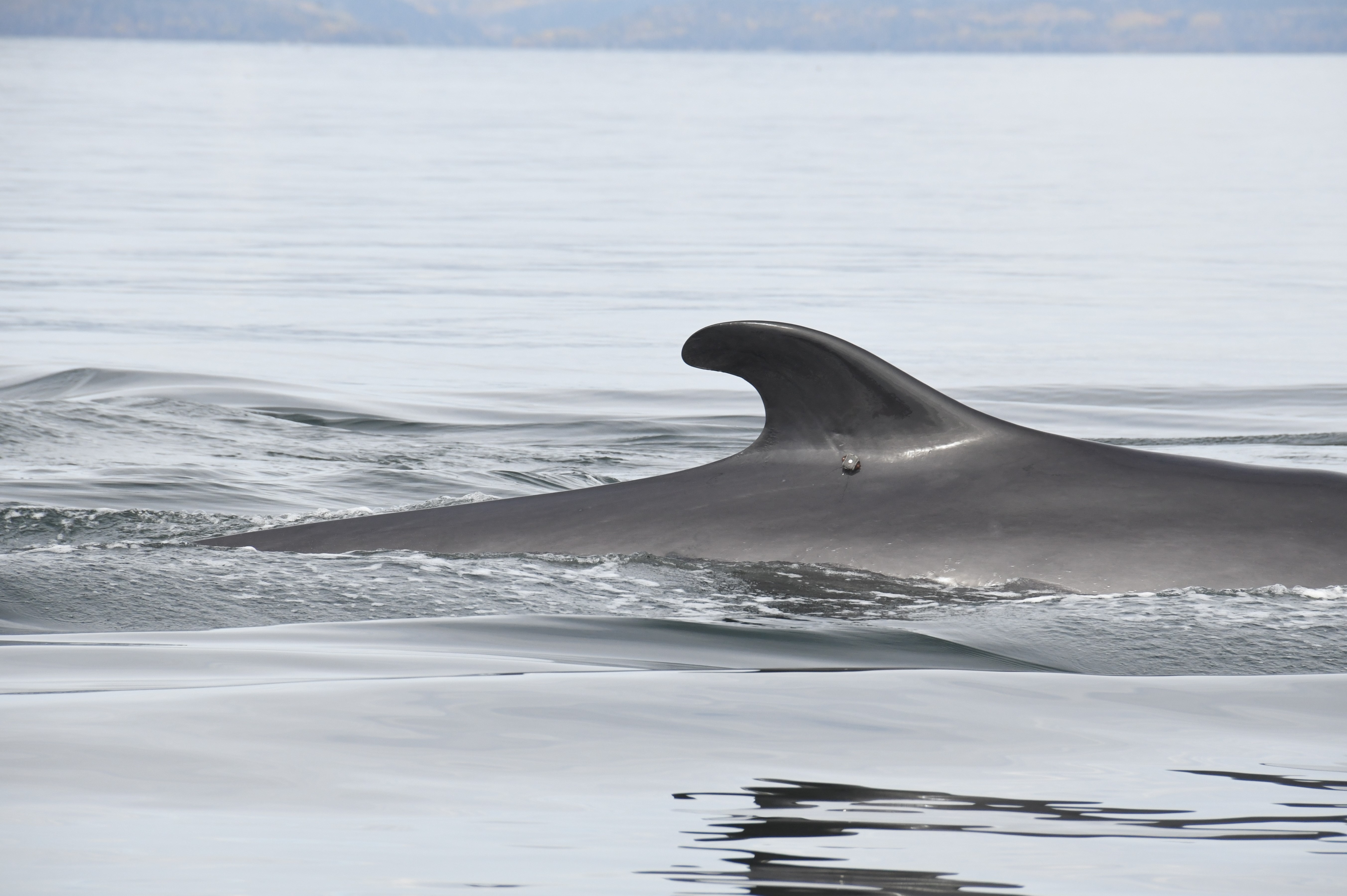 L’automne dernier, le rorqual commun Ti-Croche a été pourvu d’une balise pour suivre sa migration. © Pêches et Océans Canada